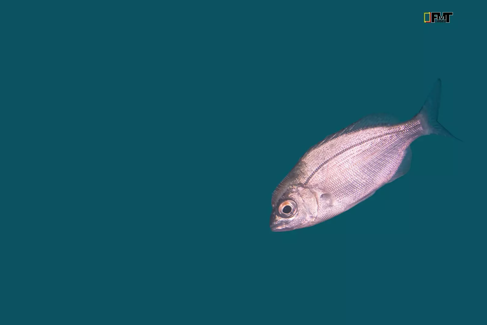 Slide Image