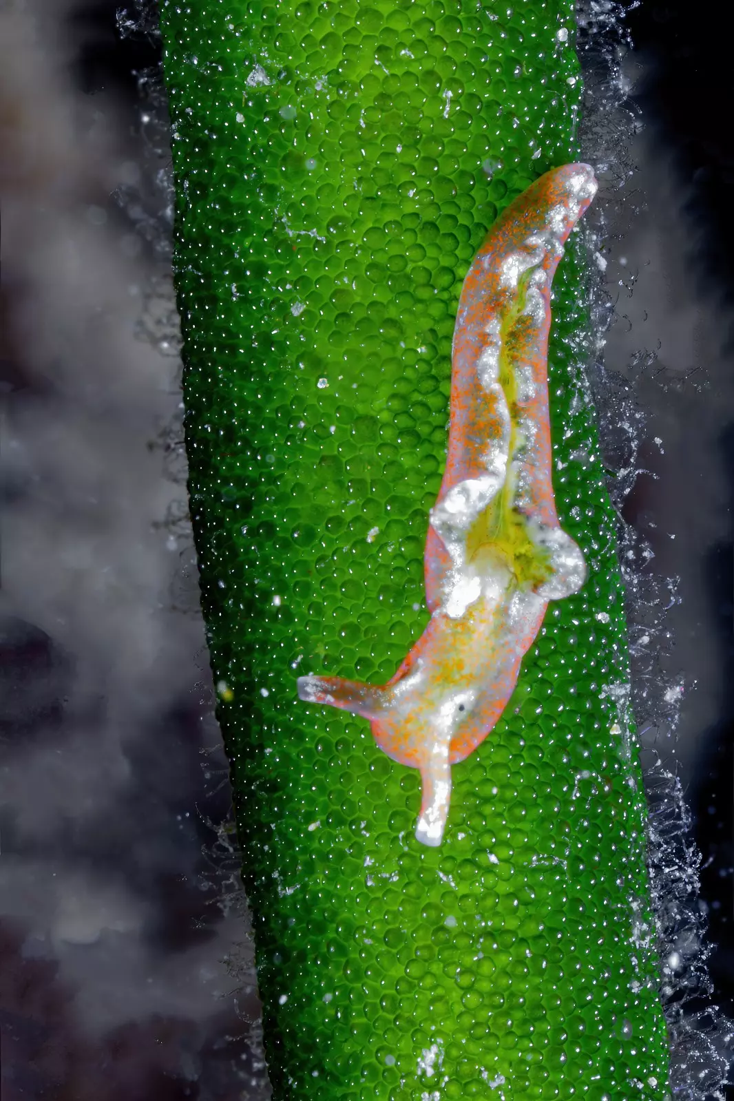 Slide Image